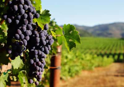 תעשיית היין מאבדת גובה: בעל יקב מקליפורניה מנסה להסביר למה