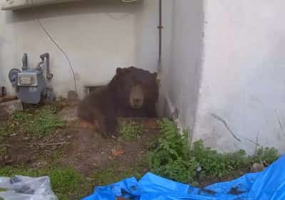 סוף לסיוט: תושב לוס אנג'לס מצא פתרון אחר להוציא את הדוב שהתמקם מתחת לביתו