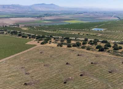 אין מי שיקנה את היין: חקלאי קליפורניה שורפים את הכרמים שלהם
