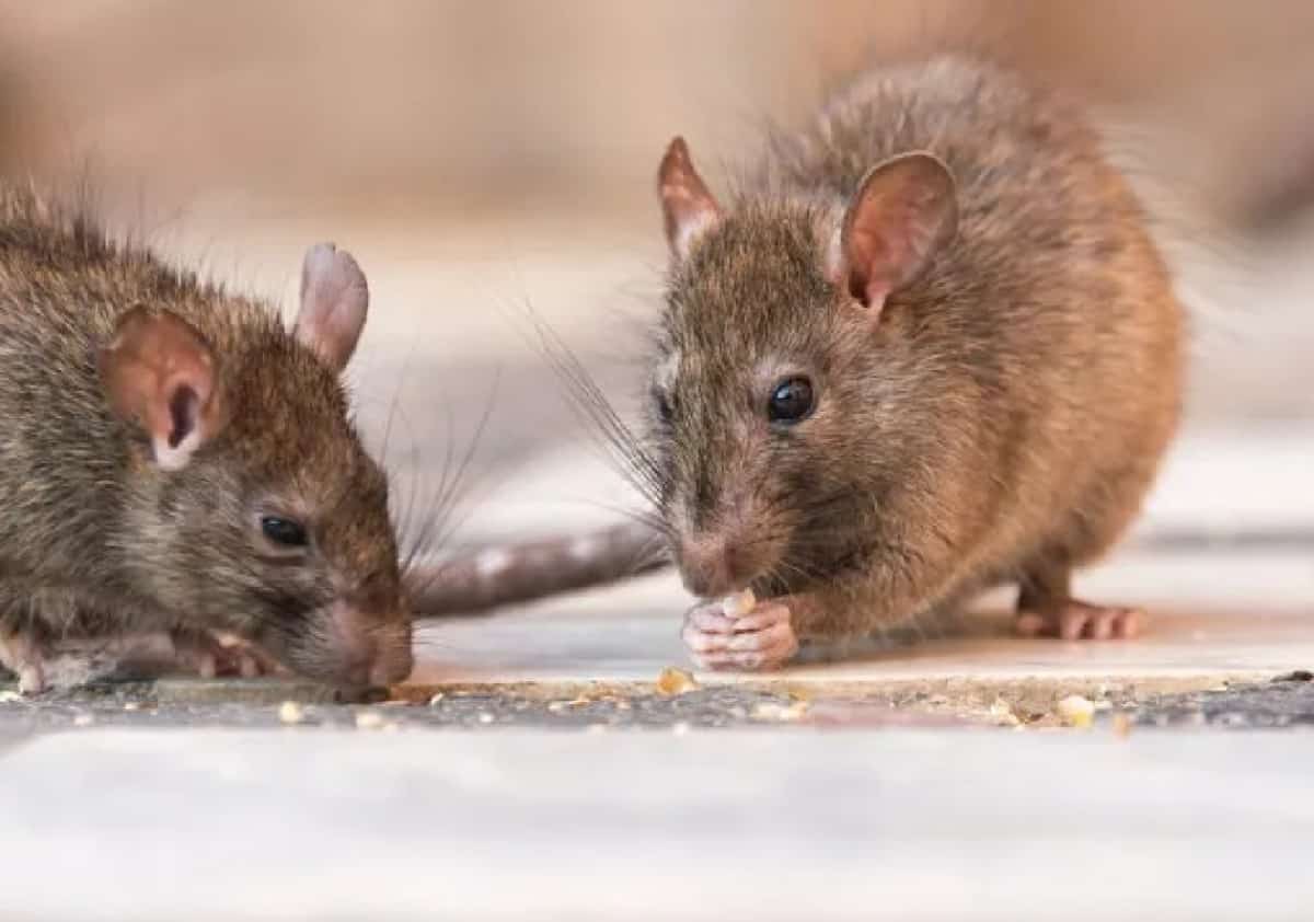 ניו יורק נדחקה למקום השלישי: שתיים מהערים הגדולות בקליפורניה הן בירות העכברושים של ארה"ב