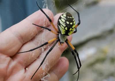 הפלישה לדרום קליפורניה: עכבישי ענק בגודל כף יד מעוררים בהלה בקרב התושבים