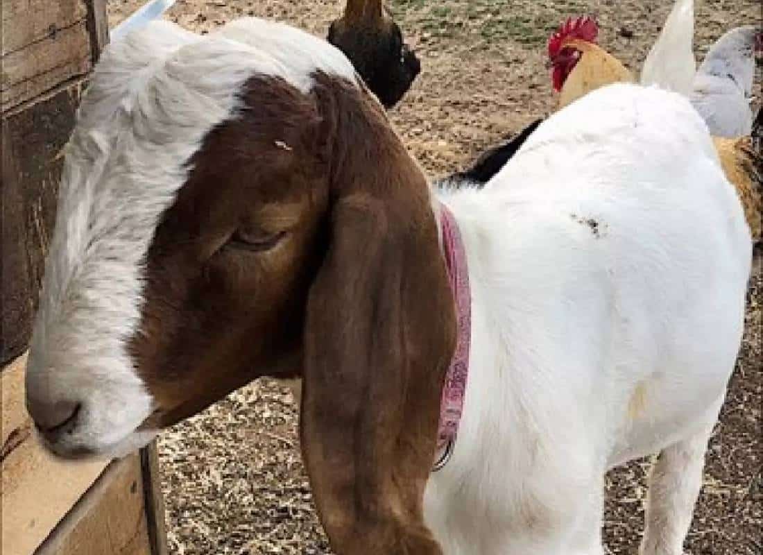 "ליבי נשבר כשלקחו אותו": מחוז בקליפורניה ישלם 300 אלף דולר על שחיטת העז האהוב של ילדה בת 9