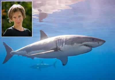 תקיפת הכריש מול חופי קליפורניה: אותרה גופתה של השחיינית הנעדרת