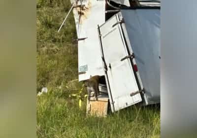 חיפושים נרחבים אחרי קוף מעבדה תוקפני שנמלט אחרי התהפכות משאית