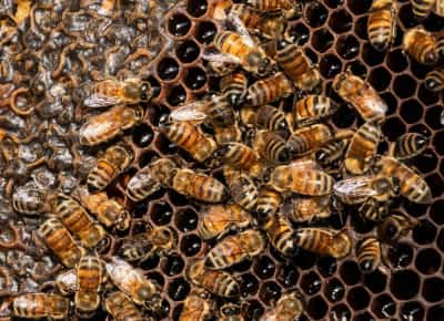 הדבש שאיש לא ביקש: דבורות וושינגטון הפכו צואת חרקים פולשים למוצר יוקרה