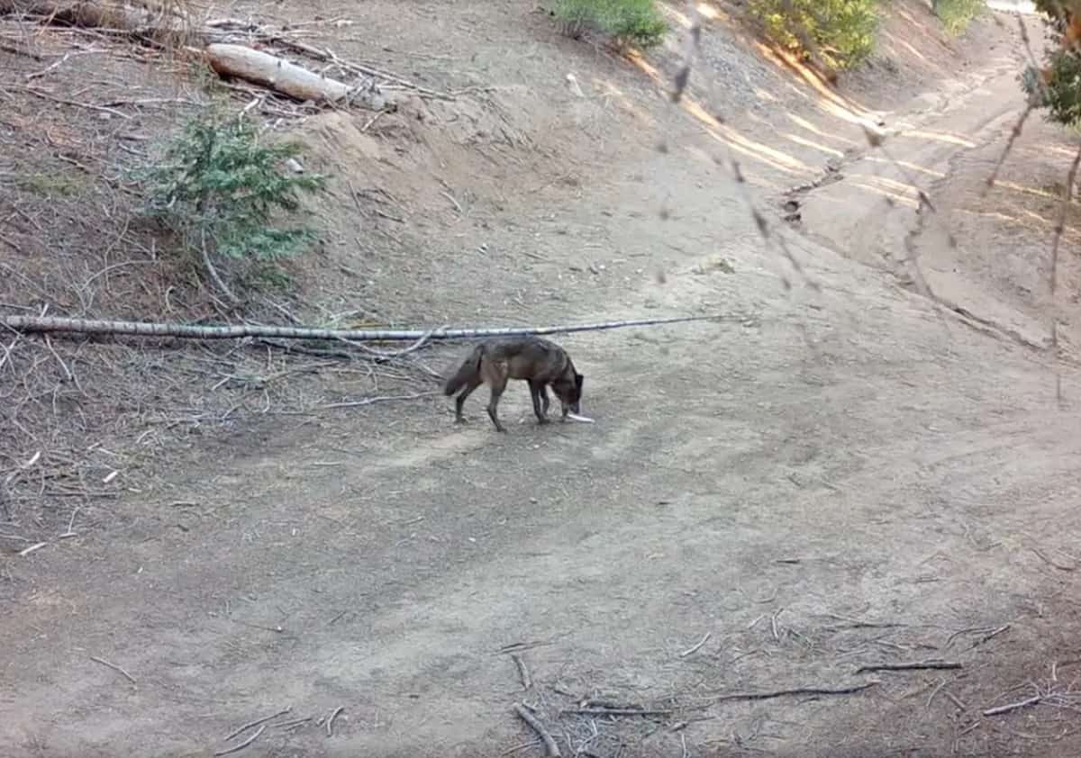 לראשונה מאז שנות ה-20 של המאה הקודמת: זאבה אפורה נצפתה במחוז לוס אנג'לס
