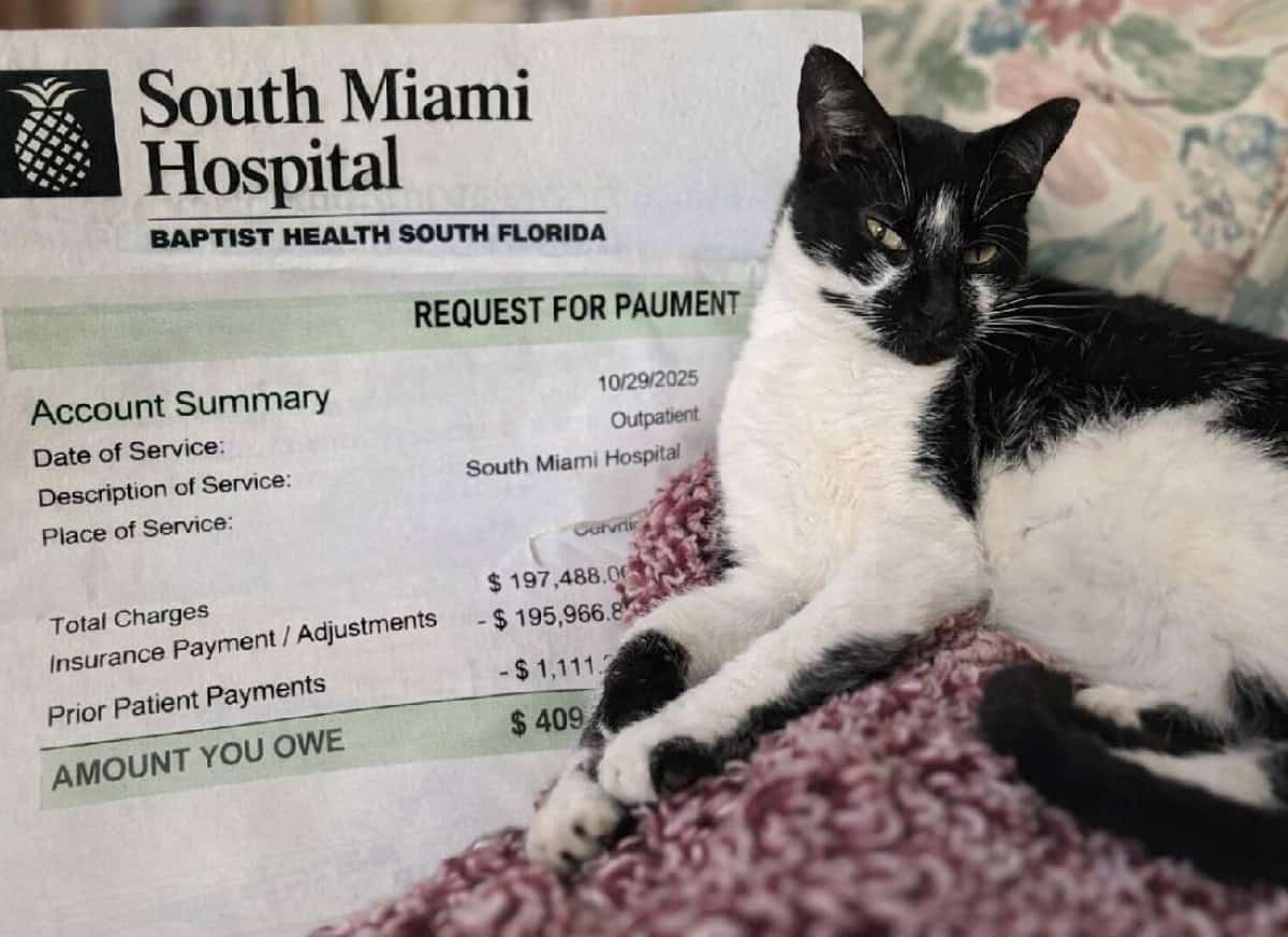 מהפכת צרכנות בפלורידה: החזרי כספים מהירים, רגולציה על ביטוח לחיות מחמד ומאגר פומבי למתעללים בבעלי חיים