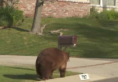 בהלה בלוס אנג'לס: דוב תקף אישה שיצאה לטיול בוקר עם הכלב שלה