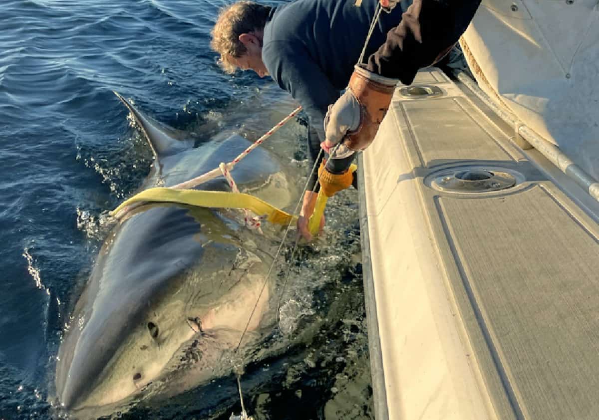 חזר לחופי ארה"ב: הכריש הלבן הגדול ביותר באוקיינוס האטלנטי