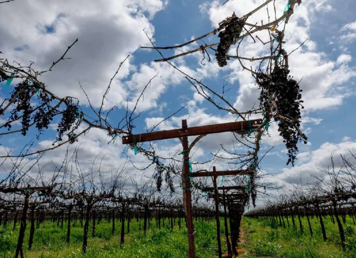 הגפנים נרקבות, השוק נעלם: משבר היין בקליפורניה חושף סדק עמוק בכלכלה האמריקאית