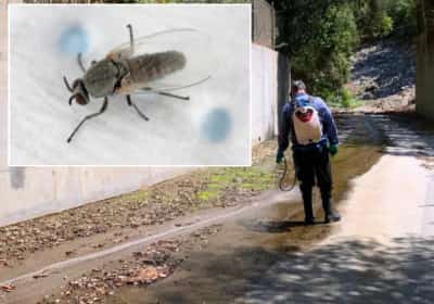 נחיל זבובים תוקפניים מכה באזור הוואלי: תושבי בדרום קליפורניה מתלוננים על עקיצות כואבות