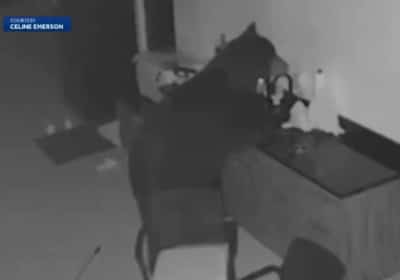 אורח לא צפוי בפלורידה: דוב שחור נכנס לחצר, פתח את המקרר וגנב משקה אלכוהולי