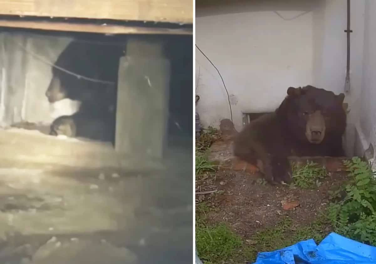 אותו דוב, בית אחר: תושב נוסף באלטדנה גילה דוב שחור מתחת לרצפה