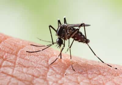 הרשויות מזהירות: זן חדש ואגרסיבי של יתושים מתפשט בלאס וגאס