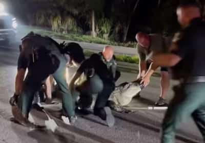 כמה שוטרים צריך כדי להשתלט על תנין באורך ארבעה מטרים? כך עשו זאת בפלורידה