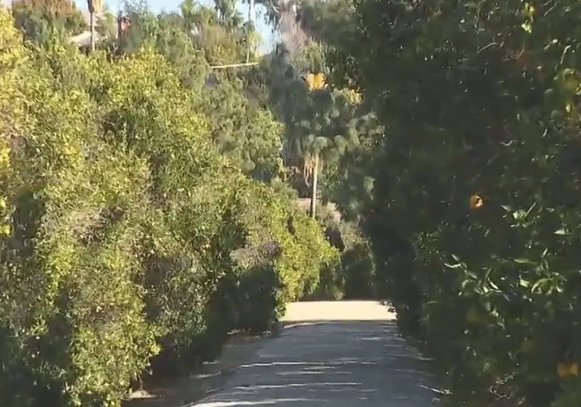בתים במקום תפוזים: ההחלטה שתשנה את הנוף בוואלי לוס אנג'לס