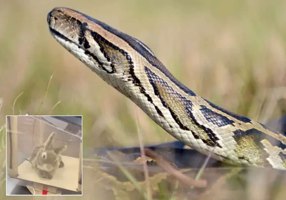 ארנבות רובוטיות נגד פיתונים: פלורידה שולחת בינה מלאכותית לשטח