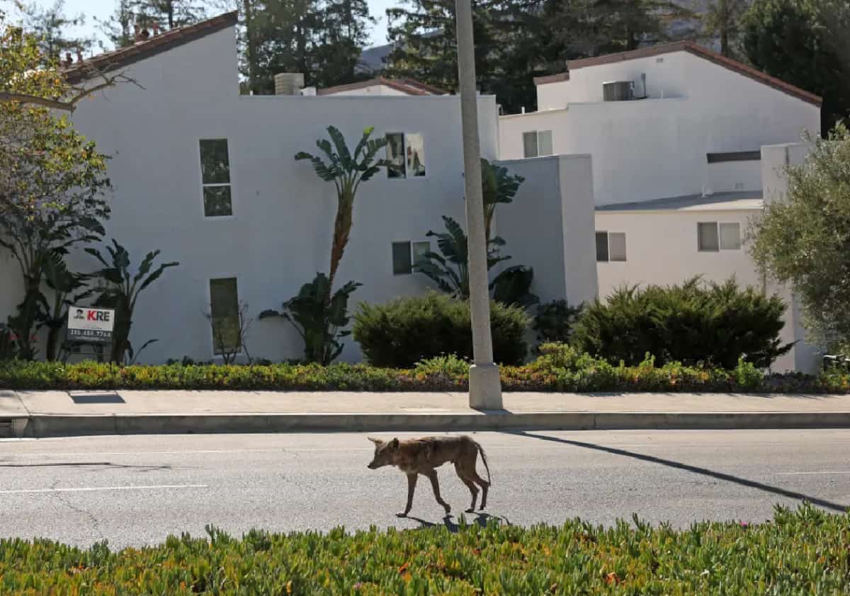 בין סנטה מוניקה לפסדינה: יותר ויותר תושבים בדרום קליפורניה מדווחים על זאבי ערבות בשכונות