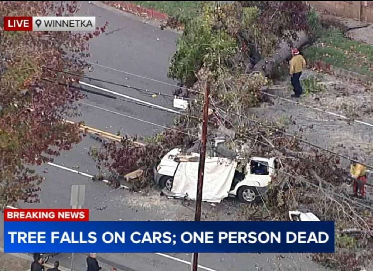 לוס אנג'לס: טרגדיה בסן פרננדו ואלי - עץ ענק קרס על שני כלי רכב – נהג אחד נהרג, אחר ניצל בנס
