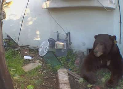 דוב שחור עצום פלש למרתף בית בקליפורניה - הבעלים אובד עצות כי הרשויות בחופשה