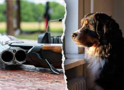 כלב ירה בבעליו בפנסילבניה: תאונת ירי מוזרה חושפת את מחיר הנשק הלא מאובטח