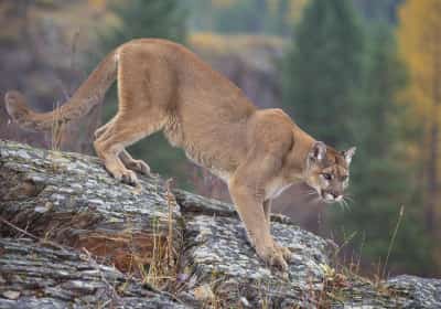 אישה נמצאה ללא רוח חיים במסלול בטבע, ככל הנראה הותקפה על ידי אריה הרים