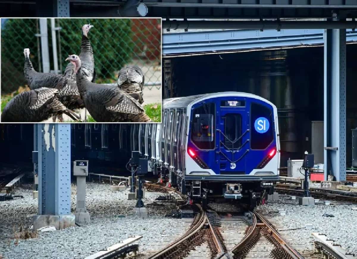 האיחור הכי מוזר בעיר: תרנגולי בר השביתו רכבת בניו יורק