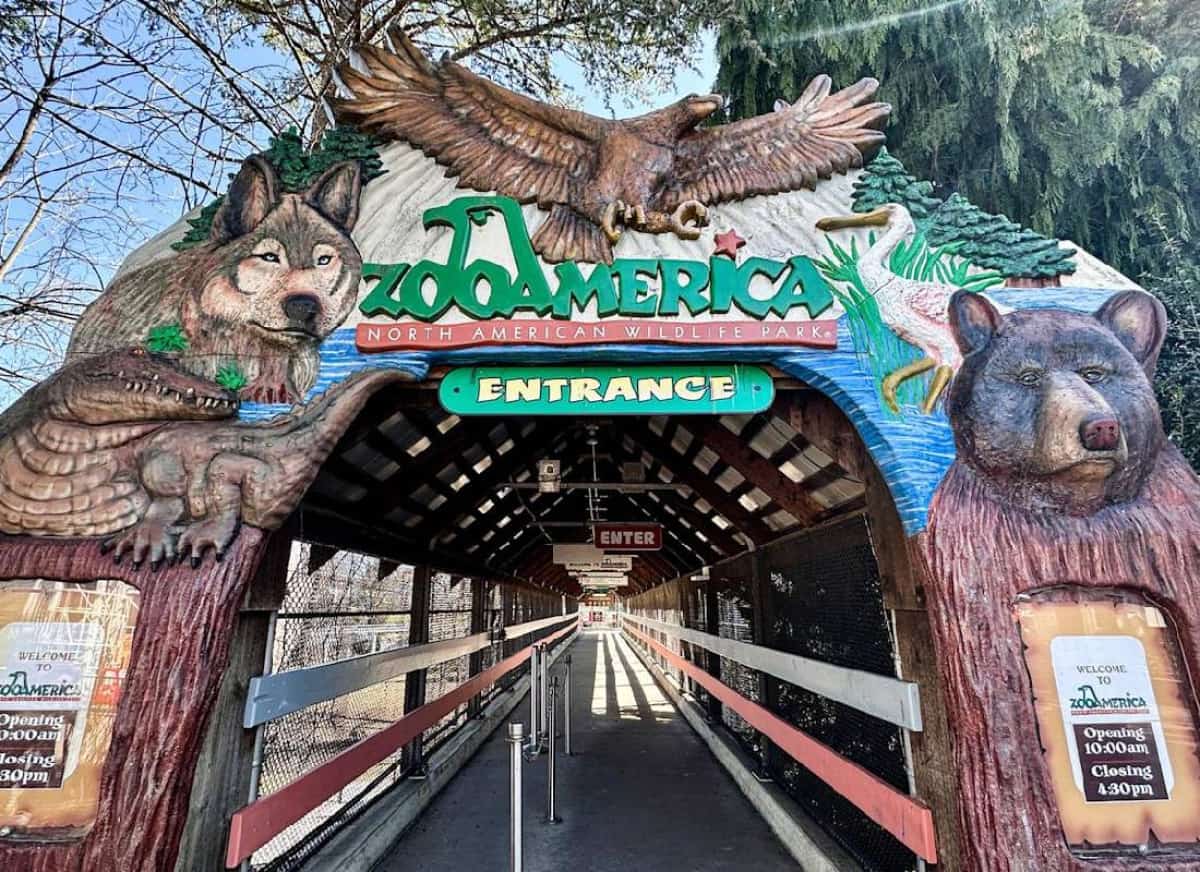 שנייה אחת של הסחת דעת בגן חיות: פעוט זחל לכלוב זאבים וחולץ כשהוא פצוע