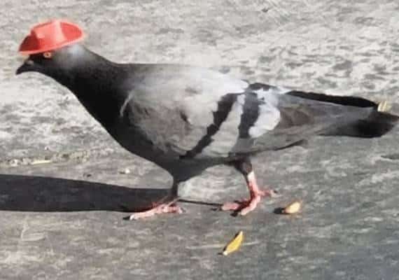 יונים בכובע קאובוי? הטרנד החדש של לאס וגאס