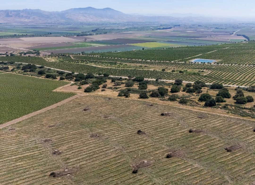 אין מי שיקנה את היין: חקלאי קליפורניה שורפים את הכרמים שלהם